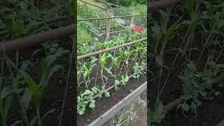 Чегдомынские деревенские грядочки #лето #грядки #природа #дача