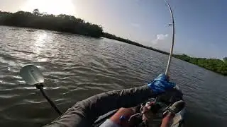 Big inshore fish on light tackle