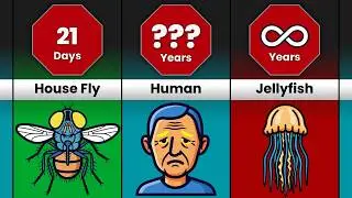 Comparison: Shortest to Longest Lifespan of Animals