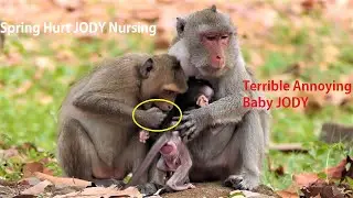 Most Terrible Annoying ! Monkey Spring hurt baby Jody while Nursing, Jane NO Action to her