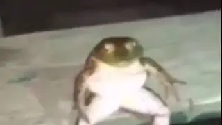 жаба сидит