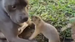 This is Why All Bulldogs Are Afraid Of Squirrels