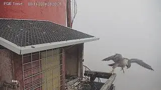 Sokół wędrowny PGE Toruń - Samiec 5CB pokazał się na chwilę 😊