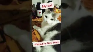 My cat waiting for New Year! #cat #newyear #holiday #memes