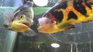 Хищные аквариумные рыбки бодаются