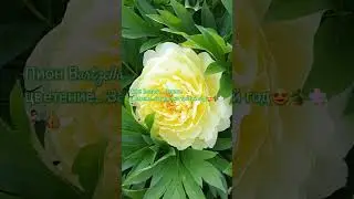 Садоводы...Скоро...Скоро в Каждом Саду #цветы #обзорсемян #сад #обзорсемян #пионы #огород #влог