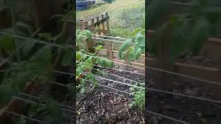 Late Homegrown Tomatoes