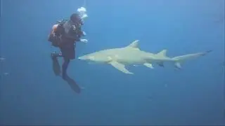 Feeding sharks, Jupiter FL, July 2, 2023.