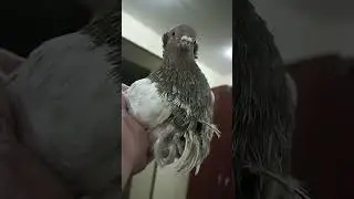 соколпорвалвторуюголубку#shortvideo
