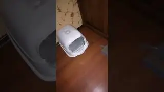 Смешные кошечки. Наша Теся, впервые пошла в новый туалет...