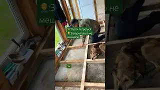 Так и Живём😉 #собакадруг #деревенскаяжизнь #гэлвин
