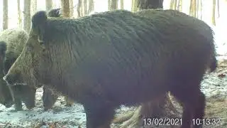 Sauen im Revier #Keiler#Wildschweine#wildboar