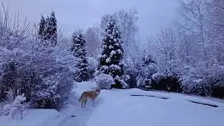 НОВОГОДНЕЕ НАСТРОЕНИЕ// ПРОГУЛКА ПО САДУ