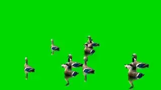 Duck swimming green screen video