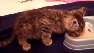 Shoelace eating