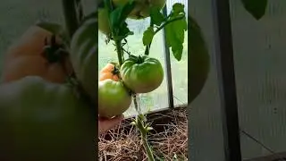 Сорт томата Армянские 🍅👌❤️ #томаты #томатывтеплице #урожай #огород #оттатьяныслюбовью #дача #красота