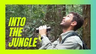 Into The Jungle - Indonesia Research and Travel Guide