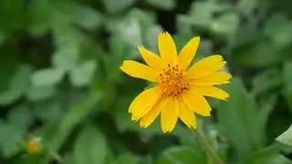 4k video flower no copyright ©️