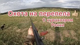 Охота на перепела с курцхааром!