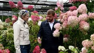 Видео-интервью с Николаем Сальниковым о современных тенденциях в мире гортензий