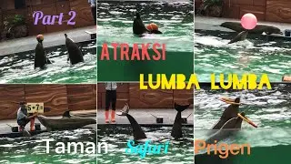 Part 2. Atraksi Lumba-Lumba Bermain Bola, Holahop, Menari, Break Dance, Berhitung Penjumlahan, Salto