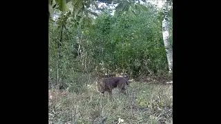 Bobcat on the Prowl #bobcat