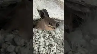 Пещера в горах Чеченской Республики (Ч1еберлой) 