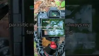 Asterophora 🍄 a mushroom growing on another mushroom! #mycology #mushroom #wildmushrooms #nature