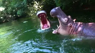 ジャングルクルーズ　東京ディズニーランド　4K　Jungle Cruise: Wildlife Expeditions　Disneyland Tokyo Japan