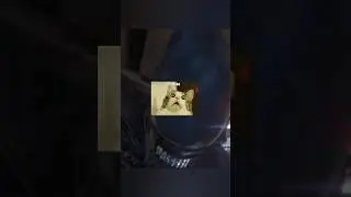 "Котик" пришел там, где не должен был 😿#alien #alienisolation #fun #прикол #чужой
