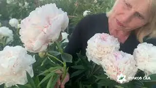 Solange peony. Соланж пион Пулков сад (2024 г)