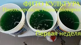 Фито культура.  Нанохлоропсис (Nannochloropsis).  Первая неделя.