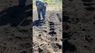 с посадкой картошки отстрелялся... что ни говорите, а своя картошка намного вкуснее магазинной.