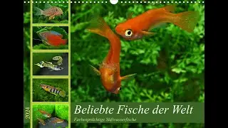 Beliebte Fische - Kalender 2024