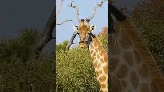 🇿🇦 🌏