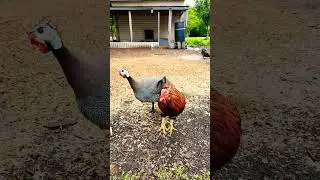 Red the Rooster and Barnyard Bliss #shorts #rooster #Hens #barnyardbliss