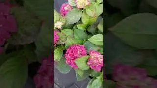 Таблетензия в продаже.