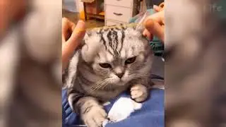 😁 Funniest 😻 Cats and 🐶 Dogs Pet Life Video 😇