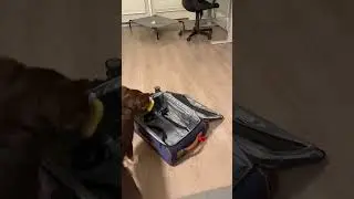 Puppy packs for first trip