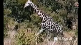 You've Been Framed! Gold: A-Z of Animals (March 22, 2014) (Part 2/4)