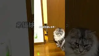 弟猫をとおせんぼする姉猫/An older sister cat who keeps her younger brother cat out of her room #shorts