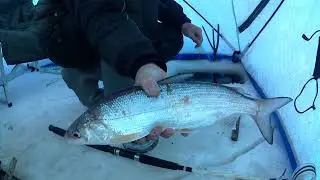 рыбалка на амуре 2.12.23