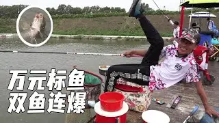Ten Thousand Thousand Bid Fish Contest! Xiaohui's meal bursts fiercely like a tiger!