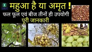 Usage of Mahua Tree, Mahua a medicinal tree, Village farm of Mahua Trees, अमेठा गांव सुल्तानपुर UP