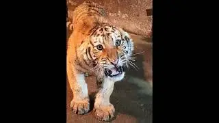 Those are aggressive tigers