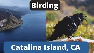 Birding Catalina Island, August 2024. Over 30 Species!