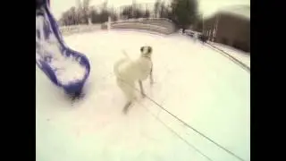 Leia on Slide