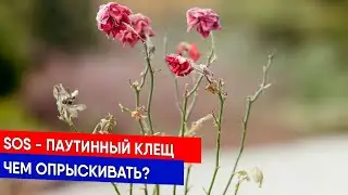 SOS - паутинный клещ - чем опрыскивать?
