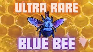 The reason this ULTRA RARE bee is blue