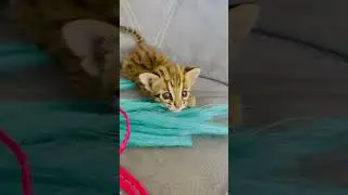Alk #kitten #cat #wildcat #asianleopard #fannyvideo #fannycat #wildanimal